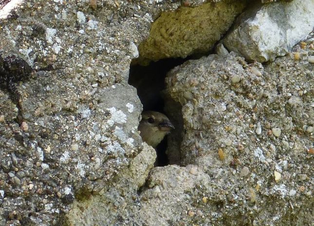 29594861_227915954430053_4398870377456004413_n