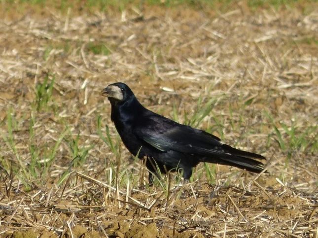 29595490_227916034430045_3443683613499741240_n